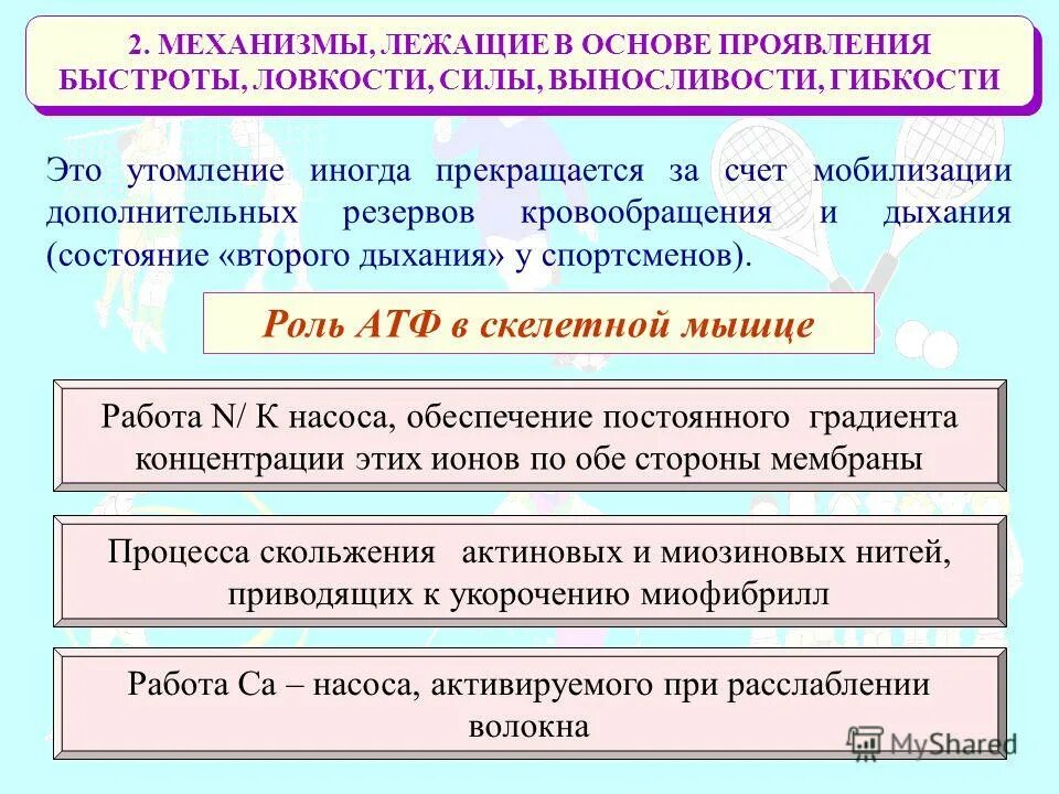 Какие механизмы лежат в основе формирования человеческих. Механизм образования расы. Какие механизмы лежат в основе формирования человеческих. Пример совещательной речи. Какие механизмы лежат в основе формирования человеческих.
