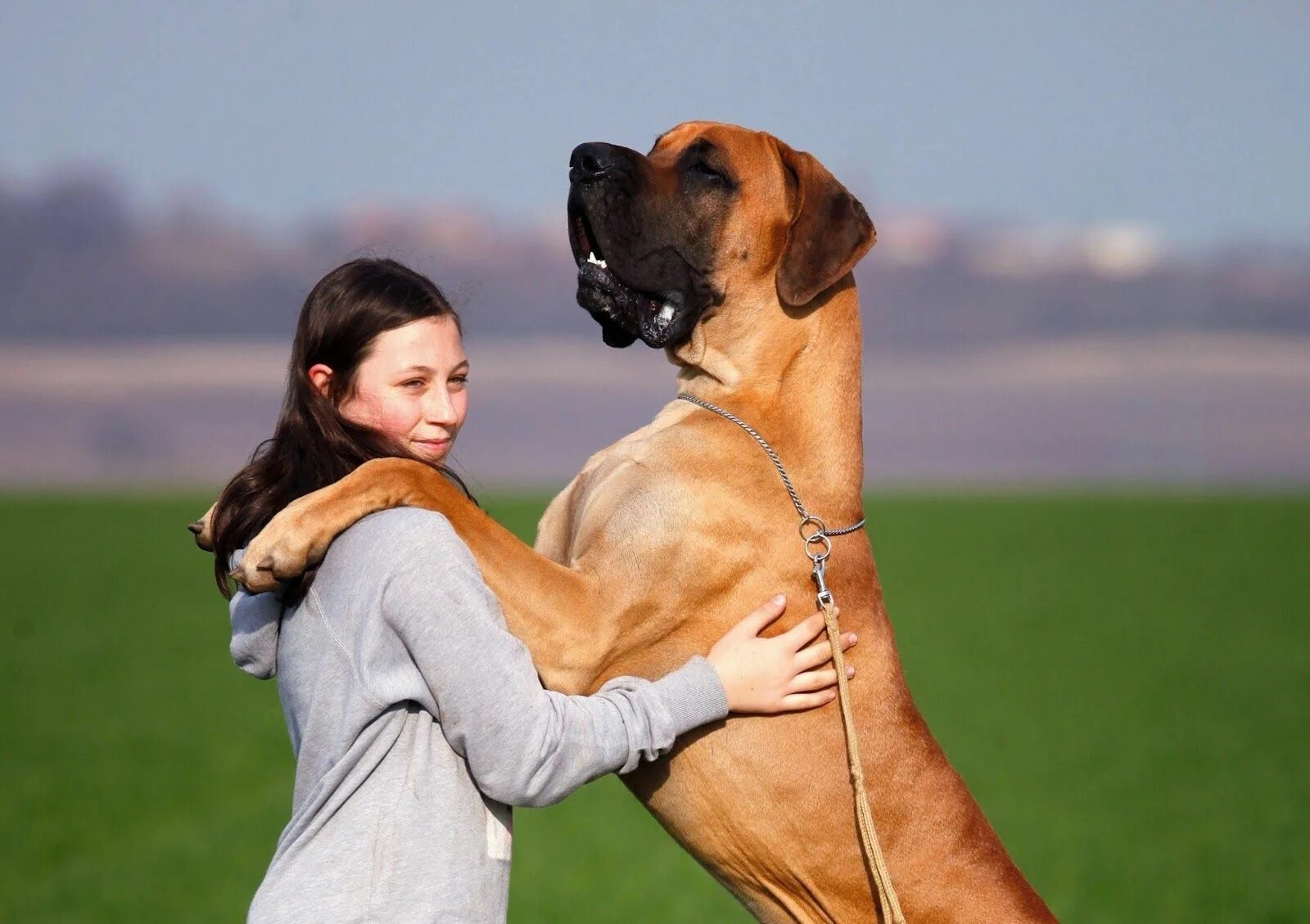 Девушка и большая собака. Красивые собаки больших пород. Самая большая собака в мире. Собака на плечах хозяина. Mike s dog is not the biggest