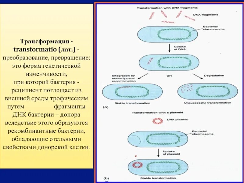 Бактерия донор. Трансформация бактерий. ДНК бактерий. Трансформация клетки бактерии. Трансформация и трансдукция у бактерий.