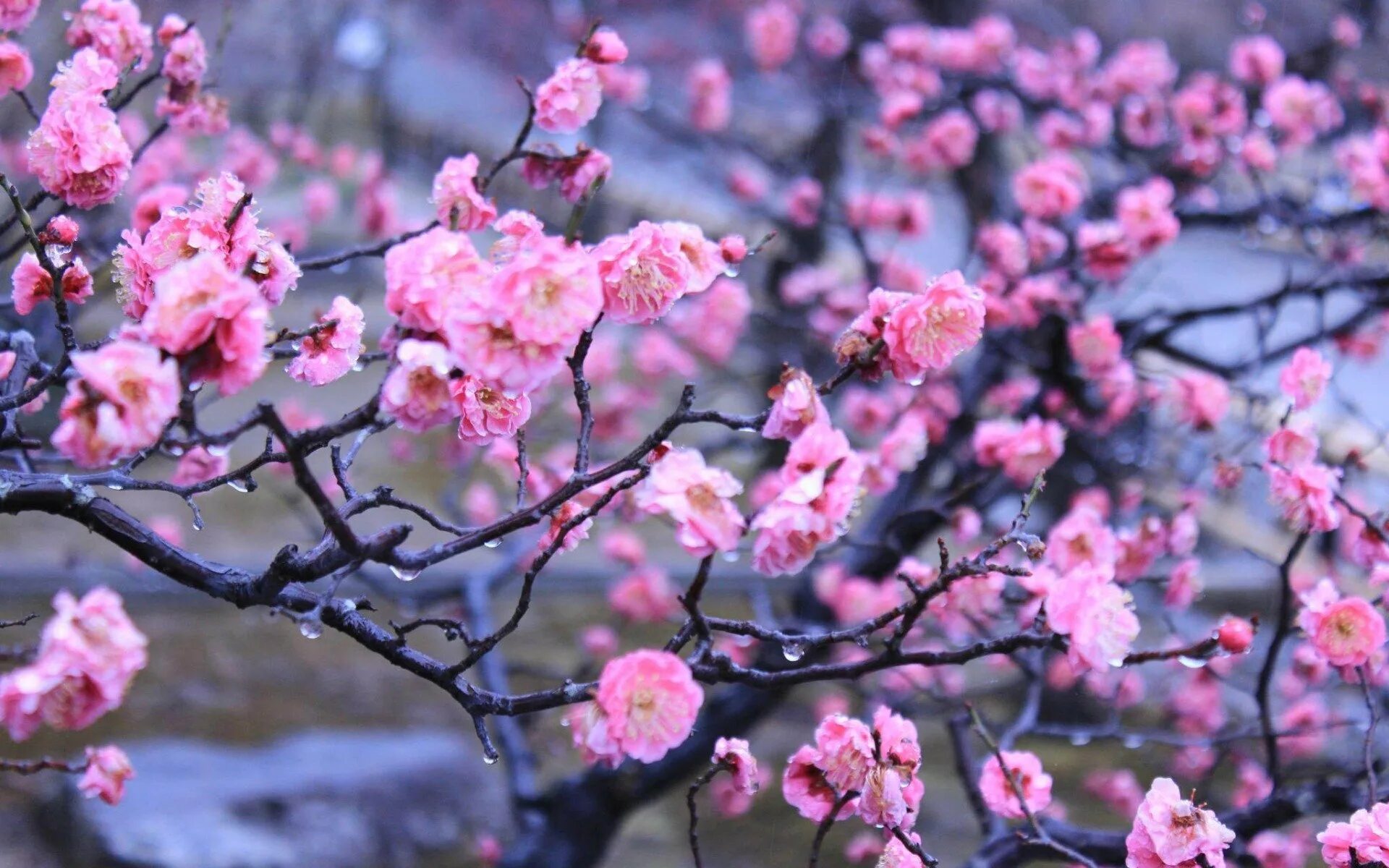 Япония Сакура. Сакура распускается. Япония цветы Сакуры. Японский сад цветение Сакуры.