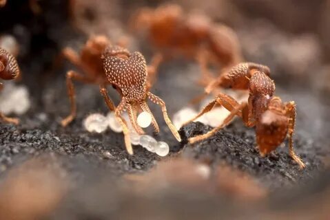 Ant m