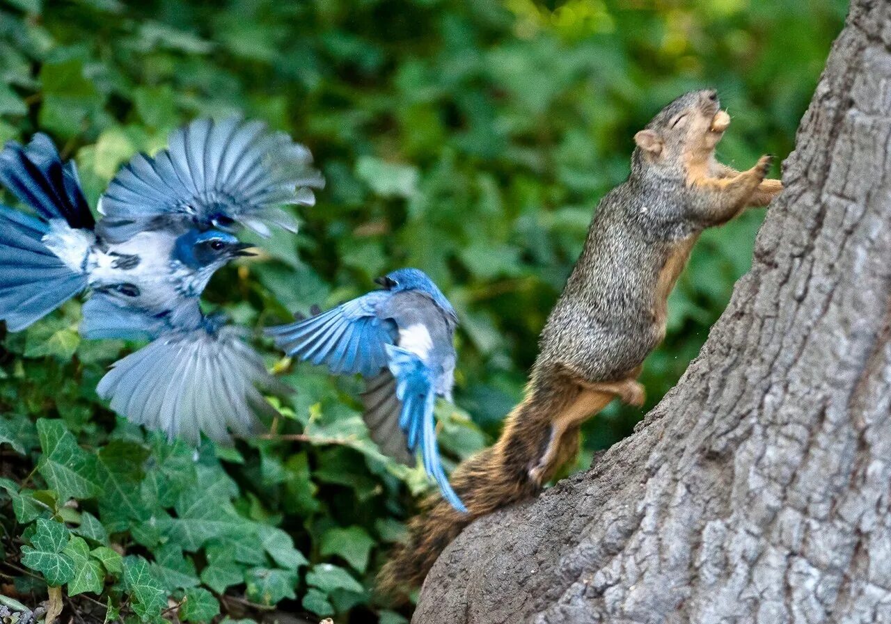 Природа птицы. Редкие кадры животных в природе. Животные и птицы. Забавные птицы.