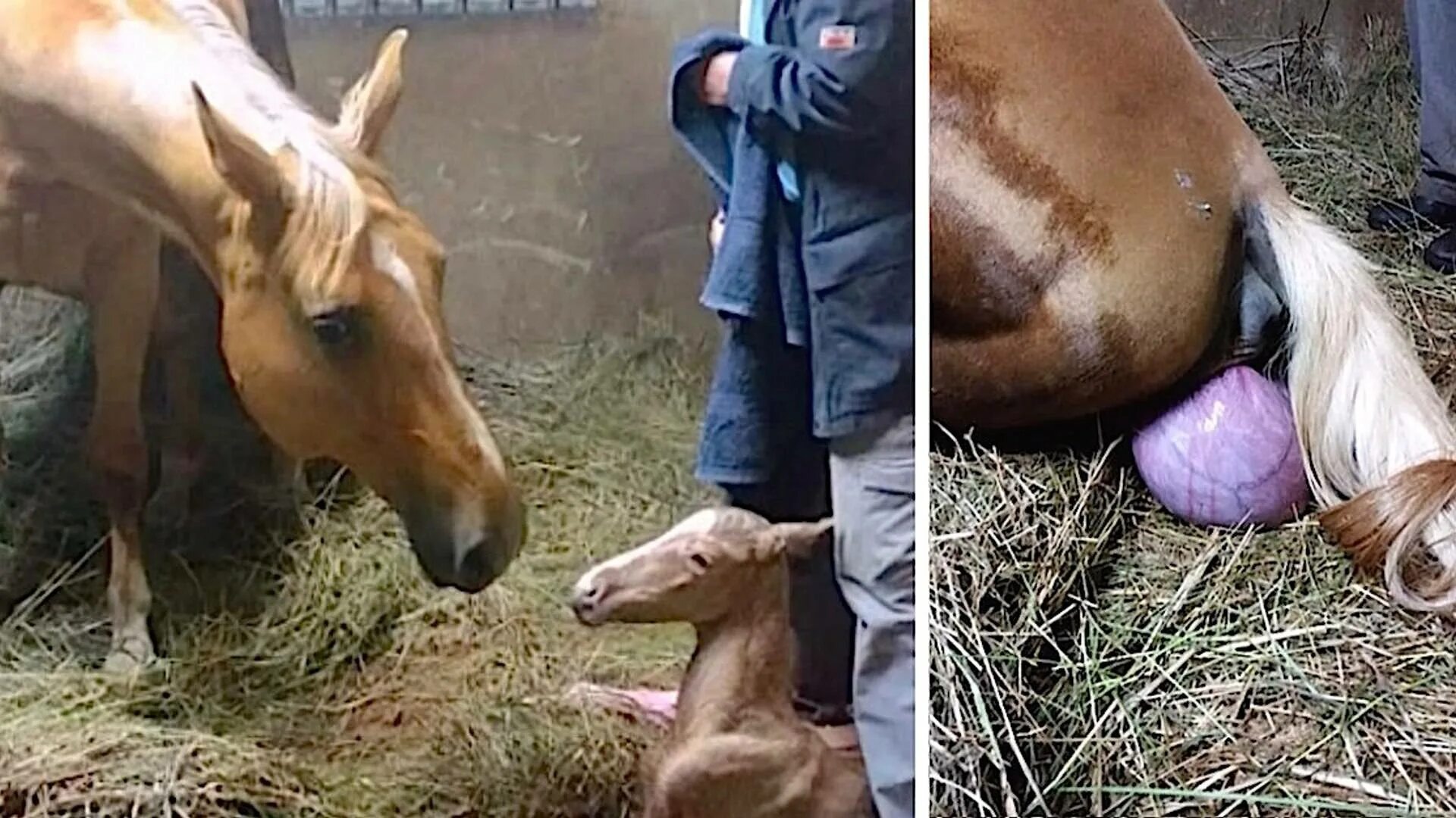 Сколько пройдет лошадь. Беременные лошади. Лошадь жеребится.