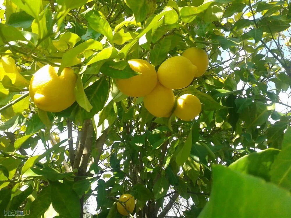 Лимон растет в россии. Юдзу - растение цитрус. Куст лимона. Лимонное дерево с плодами. Лимонное дерево в природе.