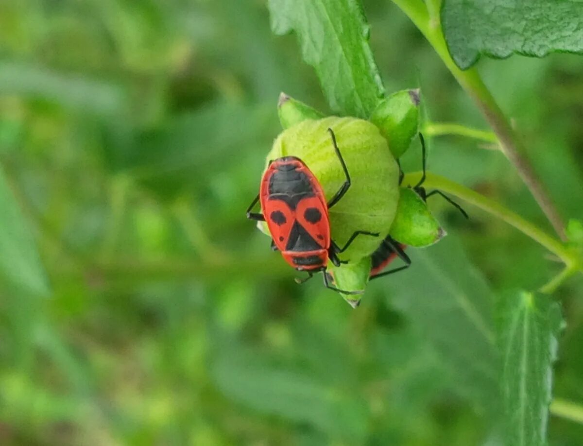 Жук пожарник клоп. Клоп-солдатик – Pyrrhocoris apterus. Жук пожарник клоп солдатик. Мягкотелка Жук пожарник красный. Жук клоп солдатик.