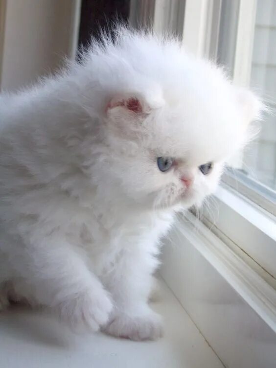 Есть и нежные пушистые. Белый котенок перс. Пушистые котята. Белый пушистый котенок. Персидские котята.