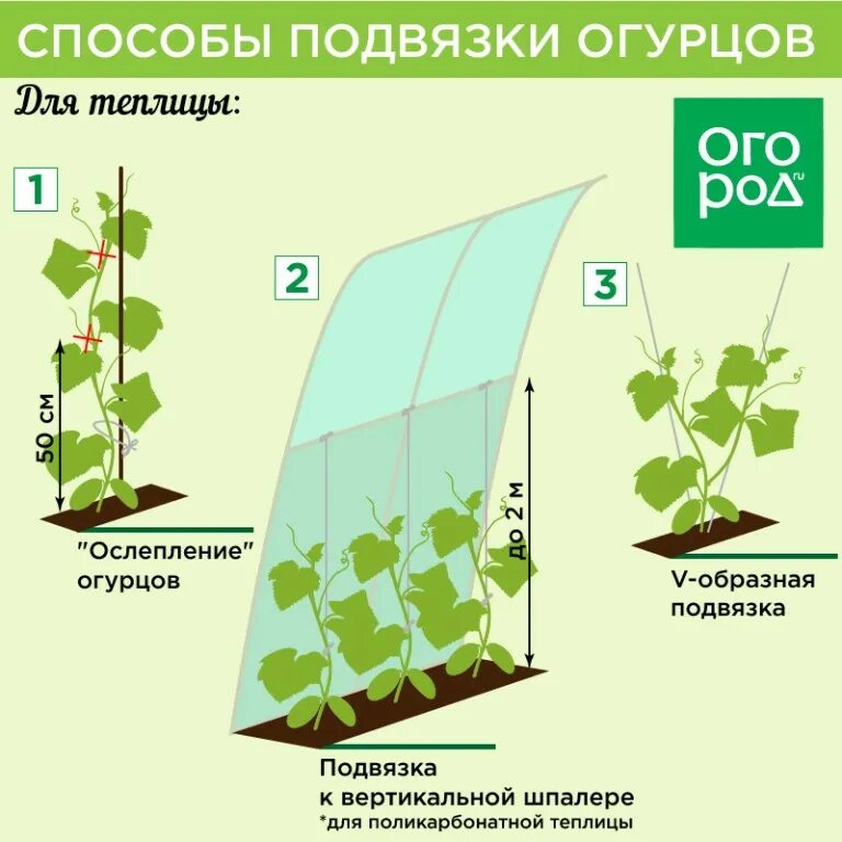 Схема подвязки огурцов в парнике. Подвязать огурцы в теплице. Схема подвязки огурцов в теплице. Схема подвязывания огурцов в теплице. Огурцы посадка и уход в теплице