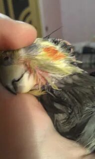 Аллергия на попугая