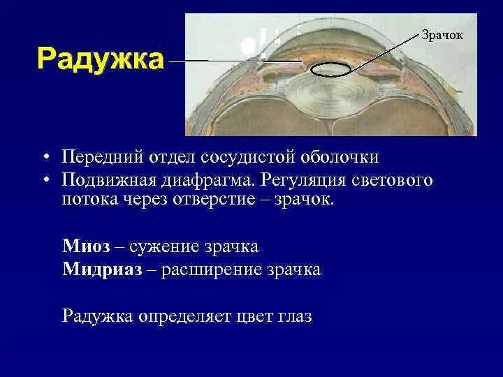 Подвижная диафрагма