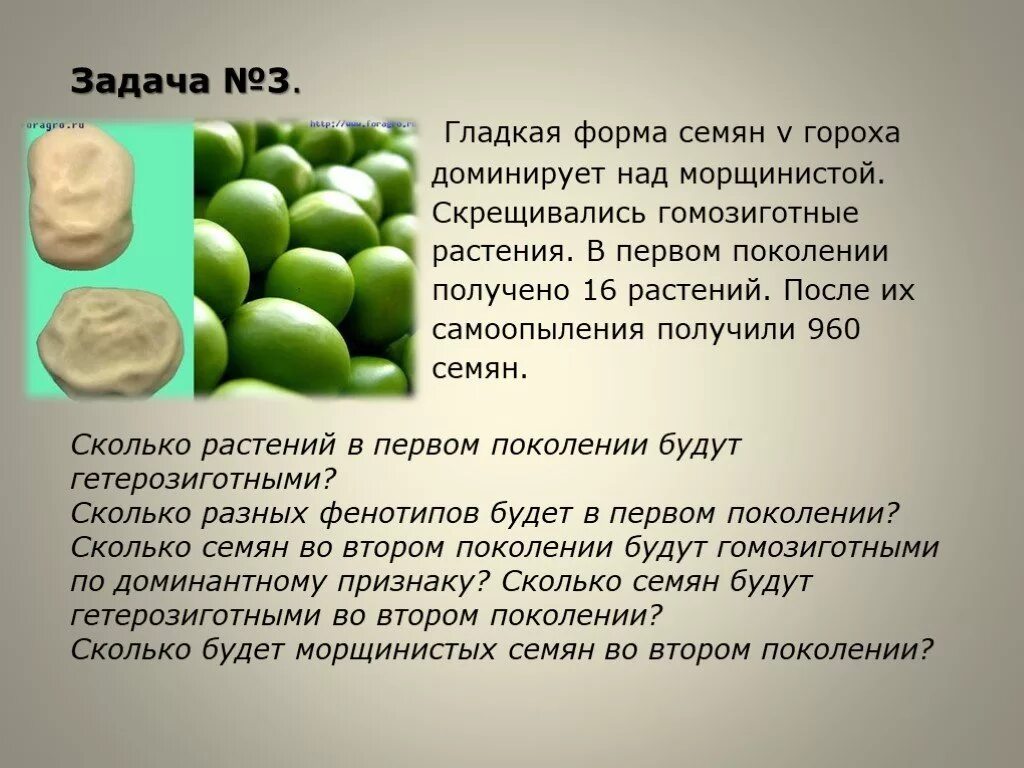 Каков рост гороха при следующих генотипах. Формы семян. гладкая форма семян. форма семян гороха. морщинистые семена гороха.
