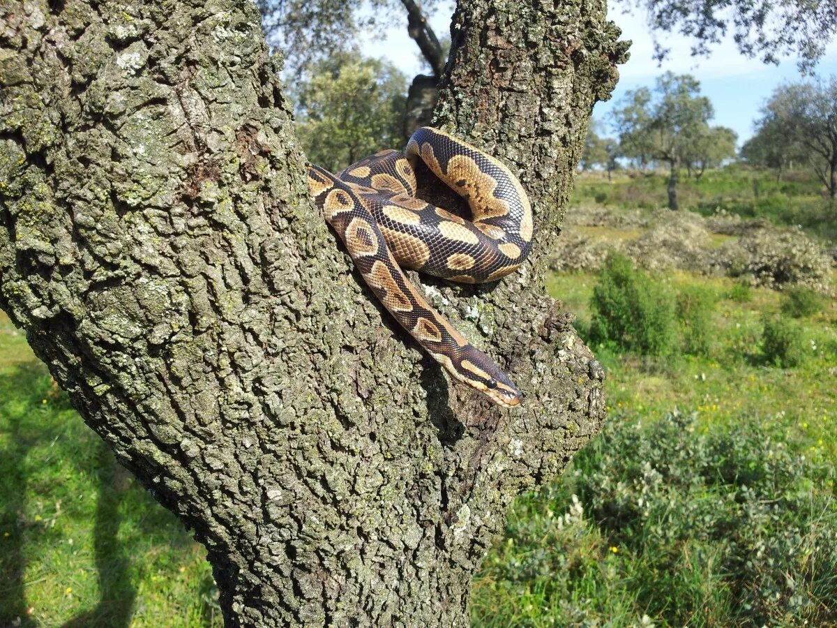 Змеи на деревьях. Змея вокруг дерева. Змея обвилась вокруг дерева. Змеи лазают по деревьям.