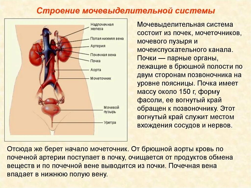 Из чего состоит выделительная система. Система органов выделительной системы. Строение выделительной системы человека. Строение органов выделения человека.