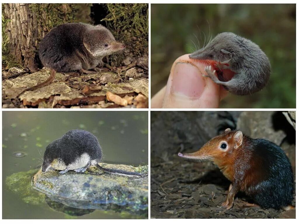 Арктическая бурозубка. Длиннохвостый крот. Землепойка микрозубка. Водяная землеройка кутора. Землеройка это почвенных млекопитающих.