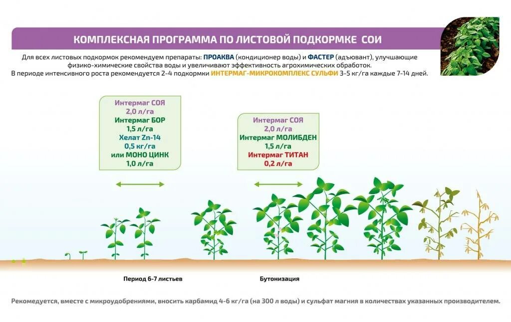 Листовые подкормки сои схема. Фазы развития зерновых бобовых культур. Фазы развития сои. Фазы развития растений сои.