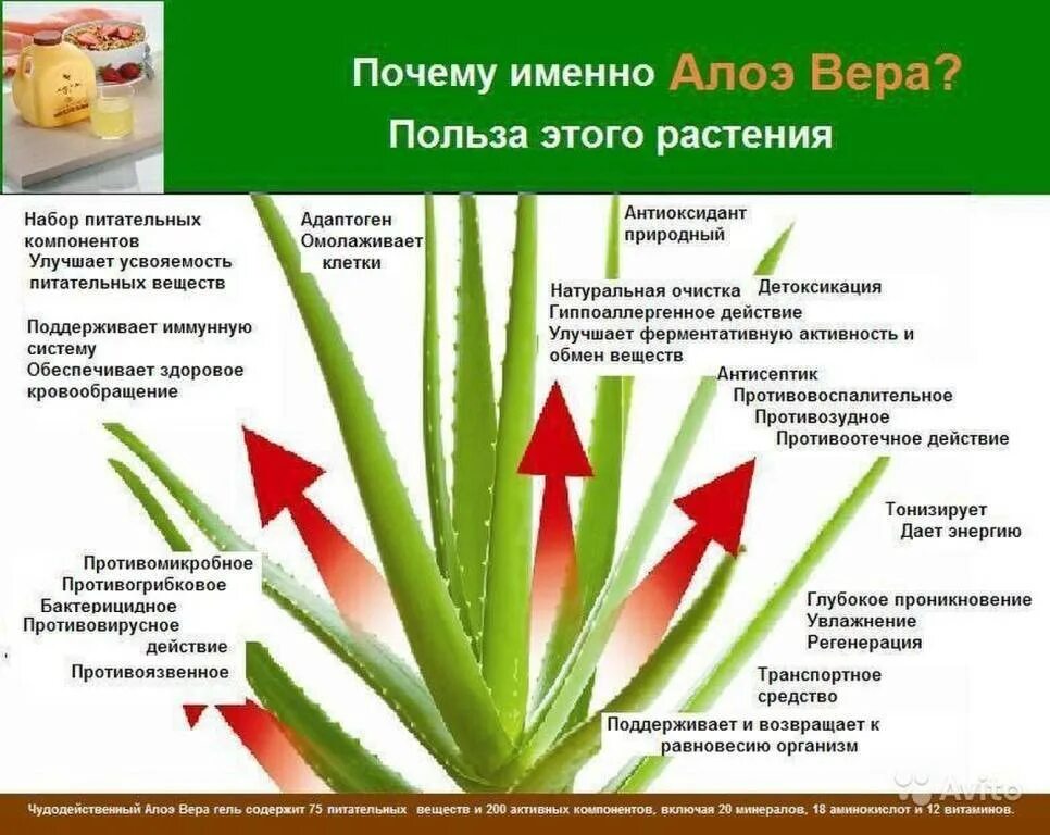 Aloe vera применение. Цветок алоэ столетник лечебные свойства.