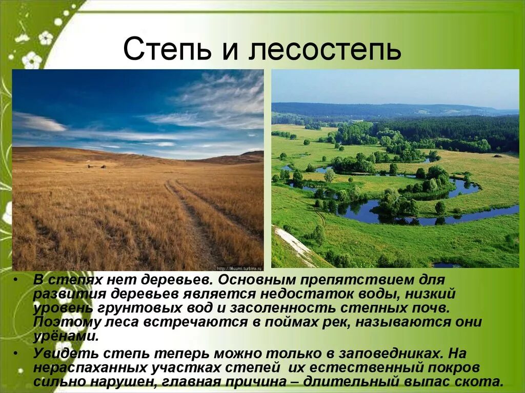 Зоны лесостепей и степей. Природные условия лесостепи. Степи и лесостепи России. Природные условия лесостепи и степи.