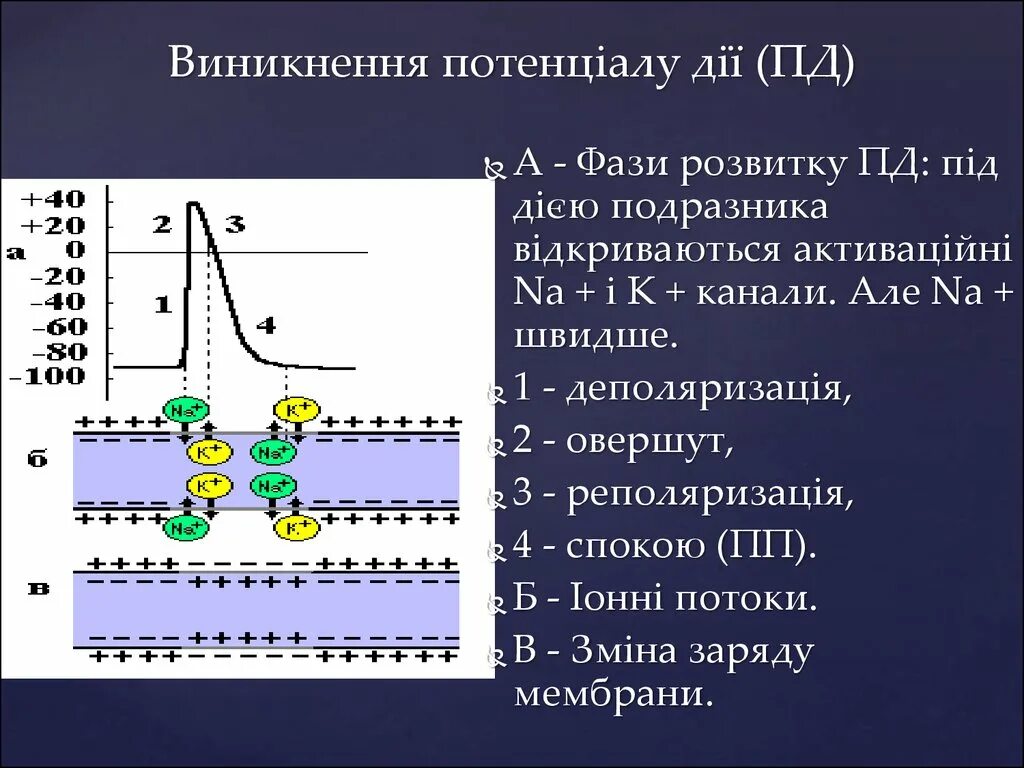 ЭКГ деполяризация и реполяризация. Деполяризация мембраны это. Деполяризация миокарда.