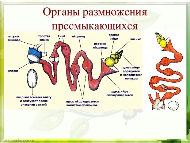 Половая система и размножение рептилий. Половая система рептилий 7 класс. Органы размножения у пресмыкающих. Выделительная система рептилий 7 класс. Назовите органы размножения