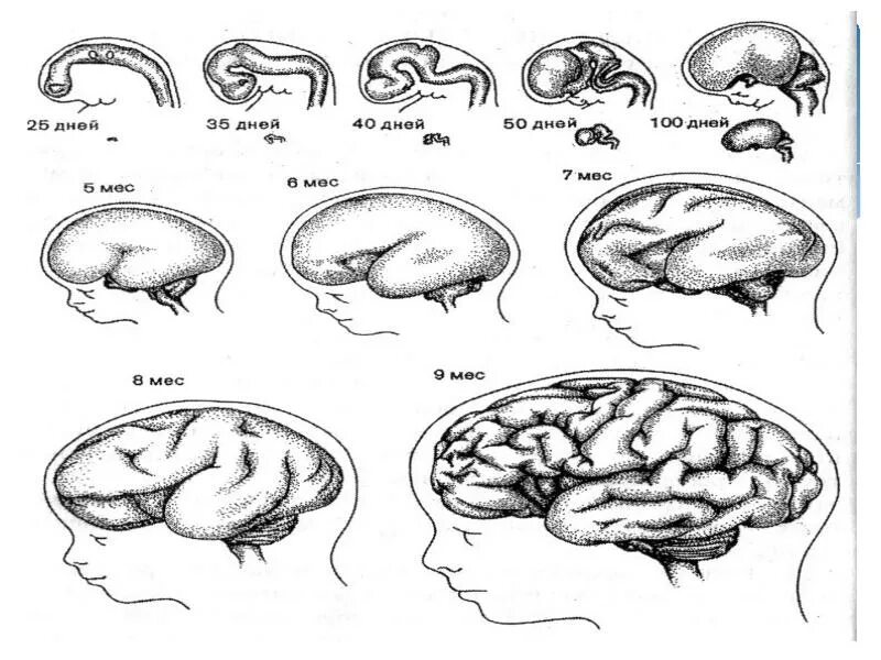 Память в онтогенезе. Онтогенез нервной системы. Онтогенез мышления. Этапы онтогенеза анатомия. Основные этапы онтогенеза нервной системы.