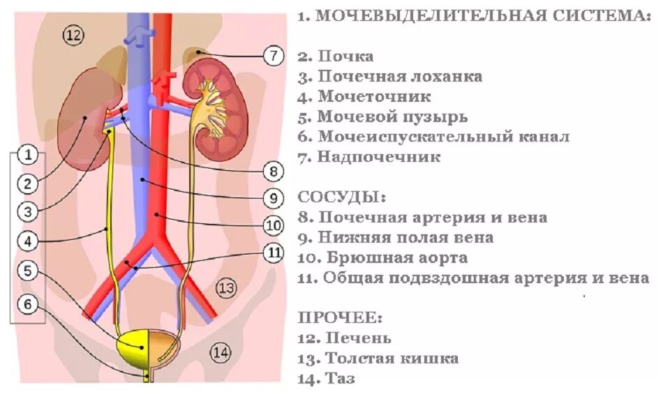 Мочеточник соединяет почку с. Почка артерия Вена мочеточник. Почечная артерия Вена мочеточник. Мочеточник схема. Мочевыделительная система мочевой пузырь.