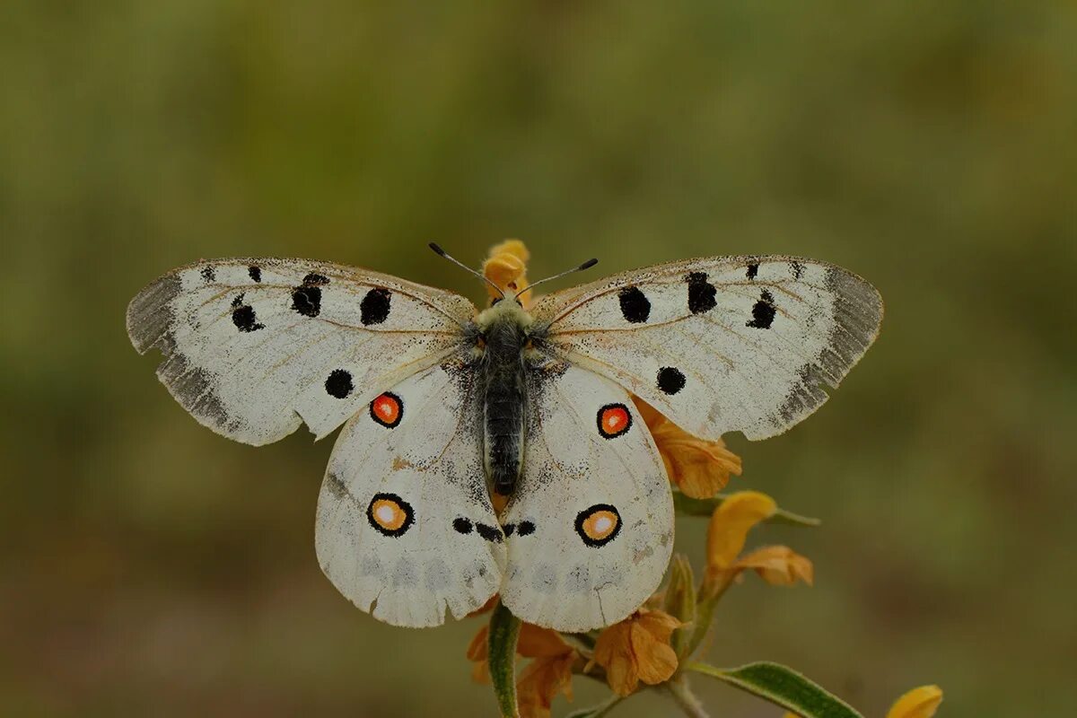 парусник феб бабочка. бабочка аполлон арктический. бабочка аполлон маака. аполлон феб бабочка. аполлон феб уральский.