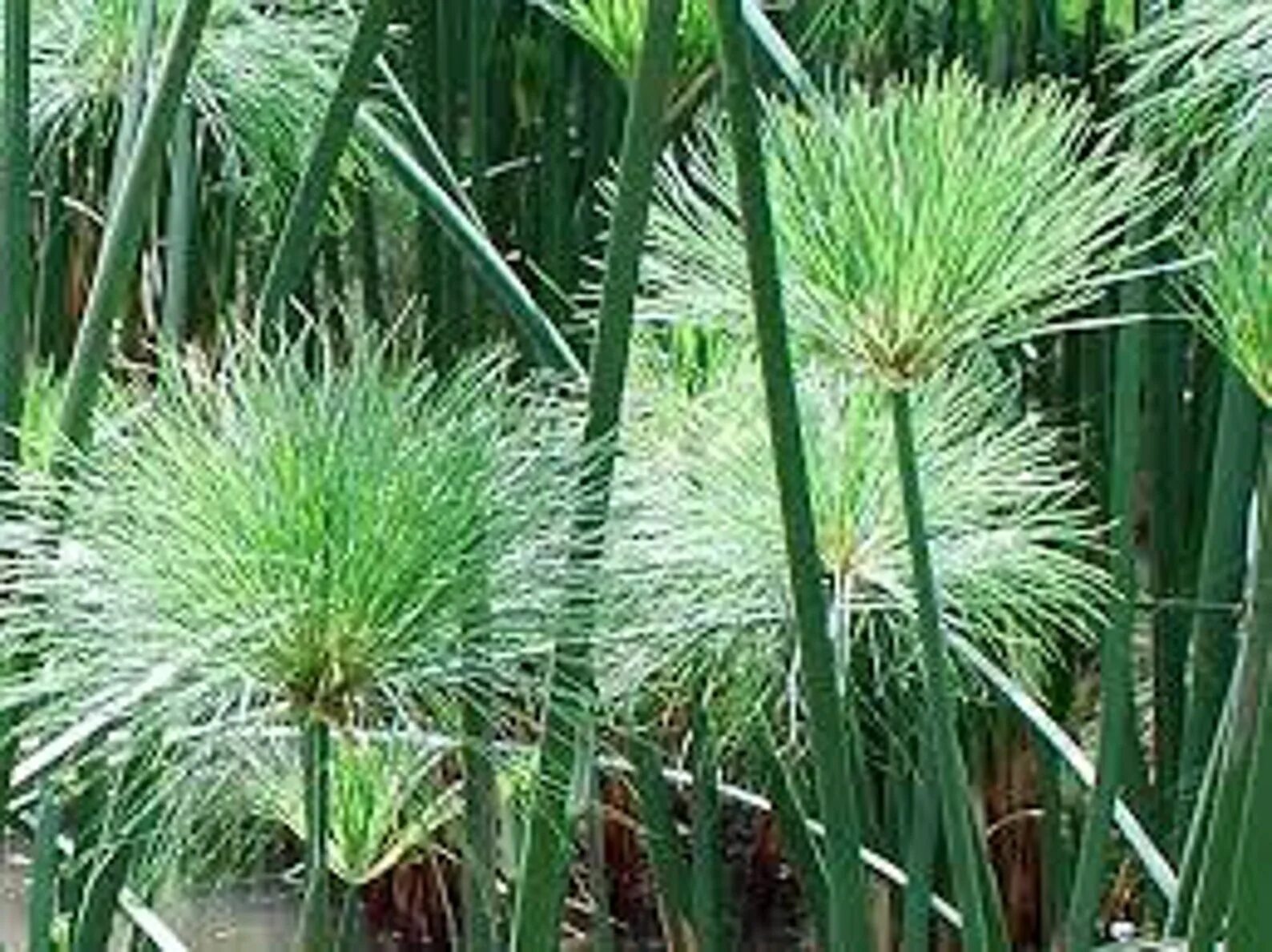 Циперус осока. Нильский тростник. Cyperus papyrus растение. Тростник папирус в древнем египте. Папирус тростник египет.