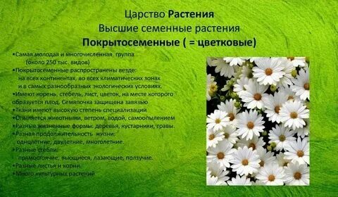 Ромашки покрытосеменные