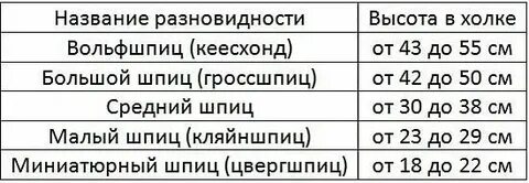 Померанский шпиц вес взрослой собаки