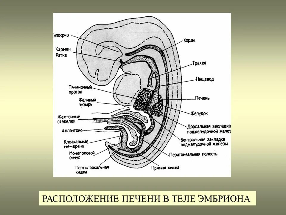 Формирование органов человека