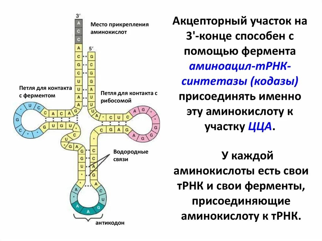 Т рнк образуется. Акцептный участок т рнк. акцепторный участок трнк. антикодон т-рнк. форма трнк.