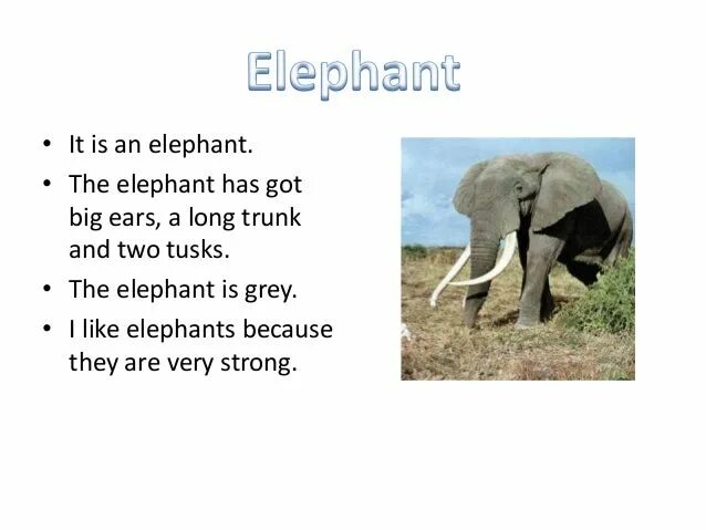 An elephant can t fly. Слон на английском языке. Elephant на английском. Описание слона на английском языке. Текст про слона на английском языке.