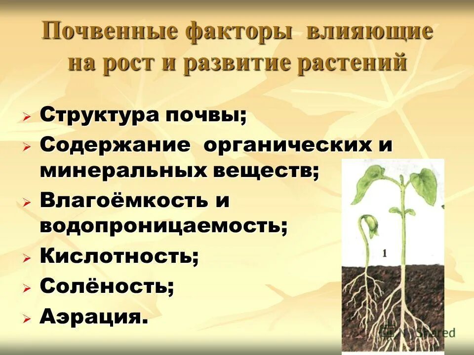 Факторы влияющие на рост растений. Влияние почвы на растения. Влияние эдафических факторов на растения. Факторы влияющие на рост и развитие.