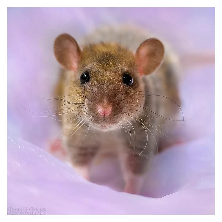 Милая мышь