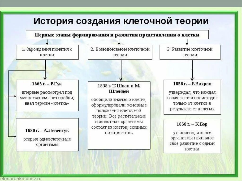 Клеточная теория строения организмов