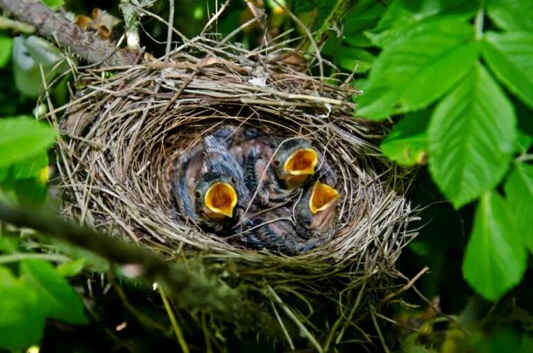 Гнезда птиц в домах. Гнезда зарянки птицы. Гнездо зарянки. Горихвостка вьет гнездо. Птенцы Малиновки в гнезде.