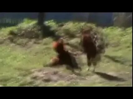 Два молодых петушка подрались и один победил