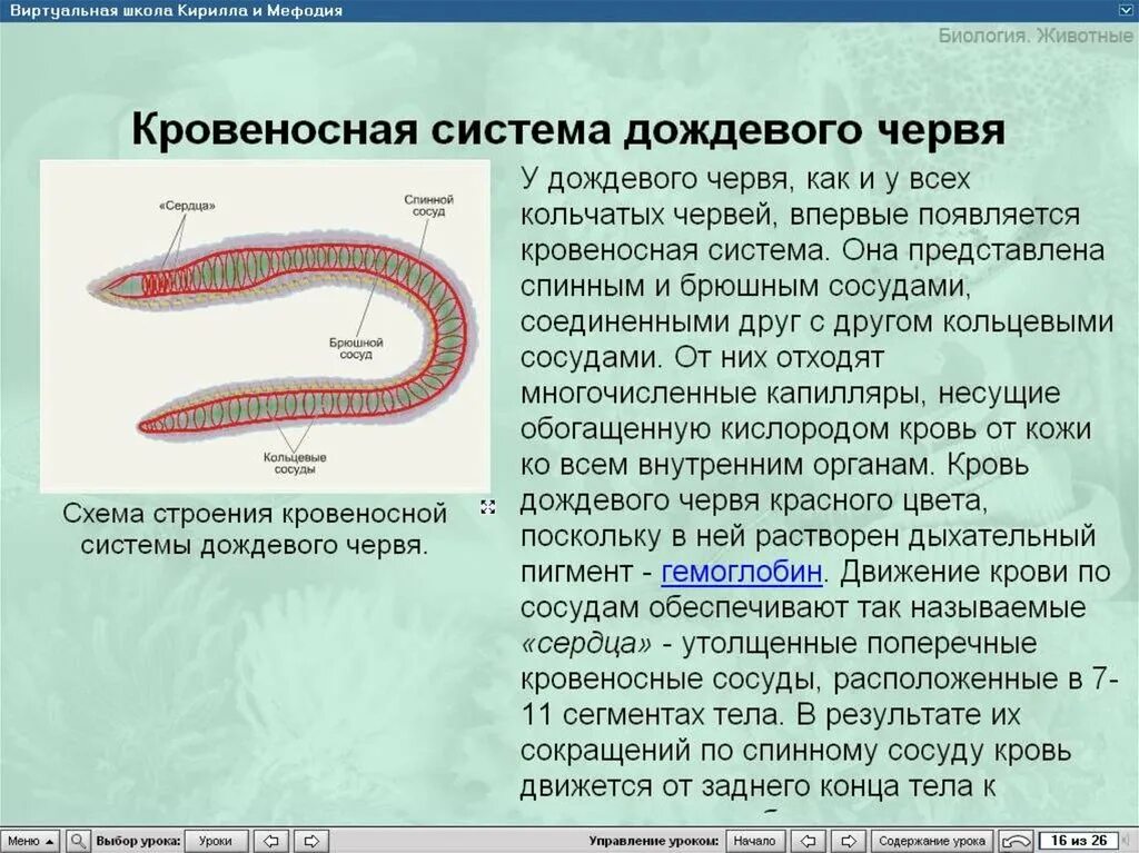 Кровеносная система червей. Кровеносная система дождевого. Кровеносная система червя. Кровеносная система кольчатых червей. Незамкнутая кровеносная система у червей