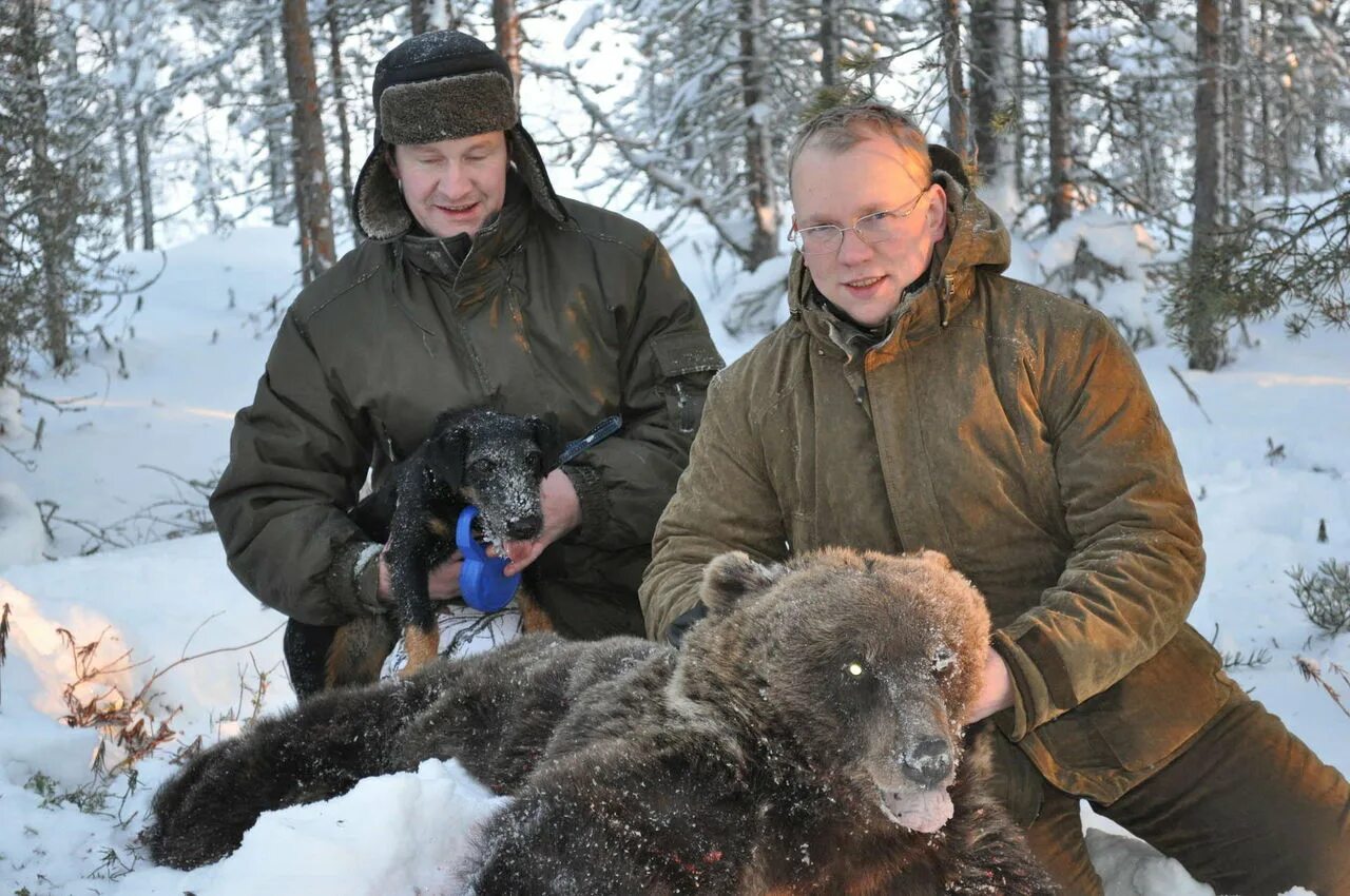 Берлога медведя. Медведь в Карелии. Медвежья Берлога. Берлога какая медвежья