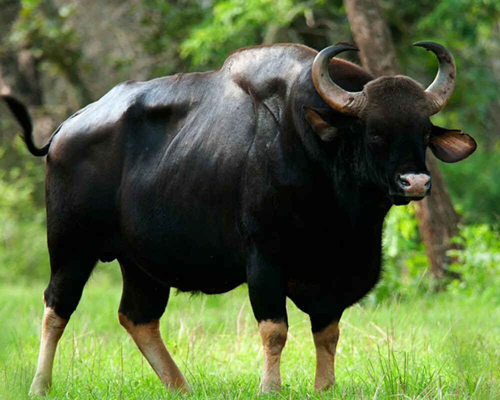 Крупный рогатый зверь массивного телосложения. Дикий бык Гаур. Индийский бык Гаур. Гаур гаял. Гаур индийский Бизон.