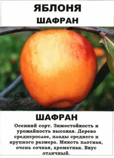 Сорт шафран фото и описание