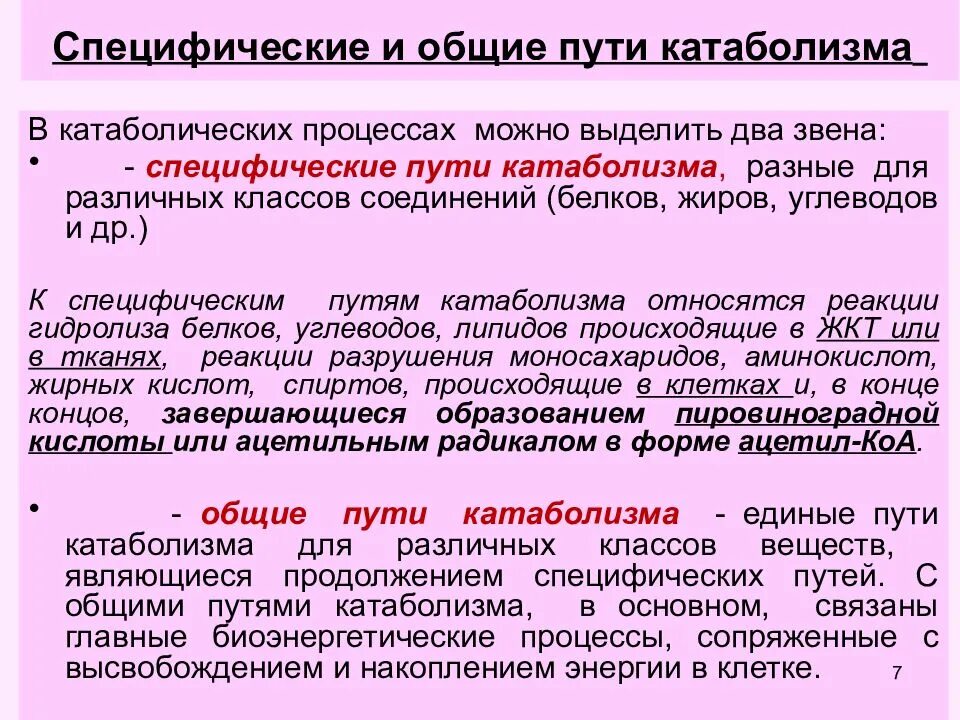 Специфические и Общие пути катаболизма. Понятие об общих и специфических путях катаболизма.. Понятие о специфических путях катаболизма. Специфические пути и общий путь катаболизма..