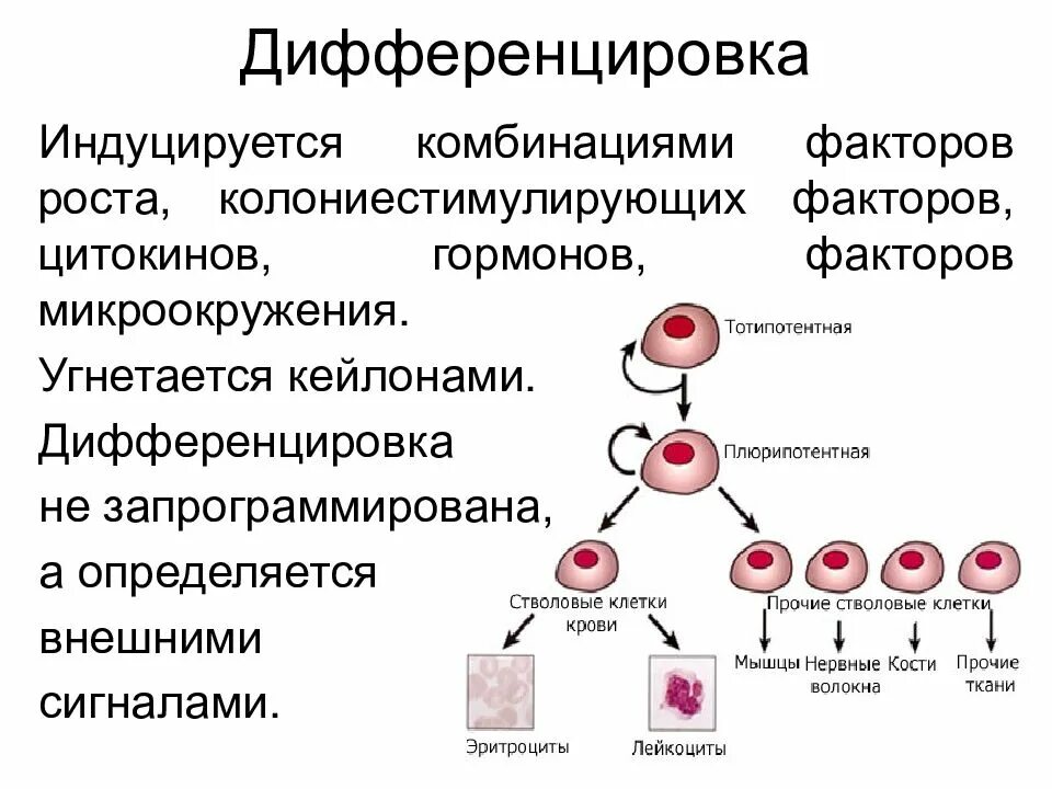 Морфологическая точка зрения. Стволовая клетка схема дифференцировки. Дифференцировка, рост и размножение клеток.. Дифференциация клеток это кратко. Дифференцировка клеток схема 10 класс.