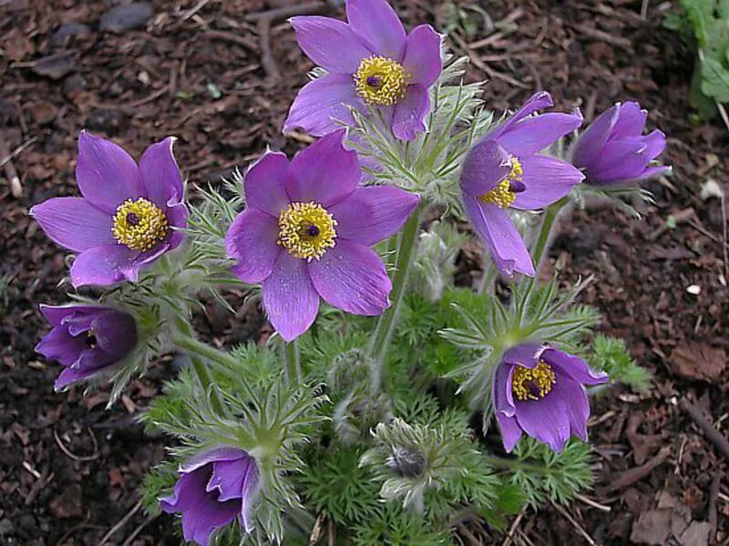 Прострел обыкновенный (Pulsatilla vulgaris). Прострел обыкновенный (Pulsatilla vulgaris `Pinwheel Blue Violet Shades`). Прострел / Пульсатилла обыкновенный. Прострел обыкновенный Violet Bells. Пострел цветы