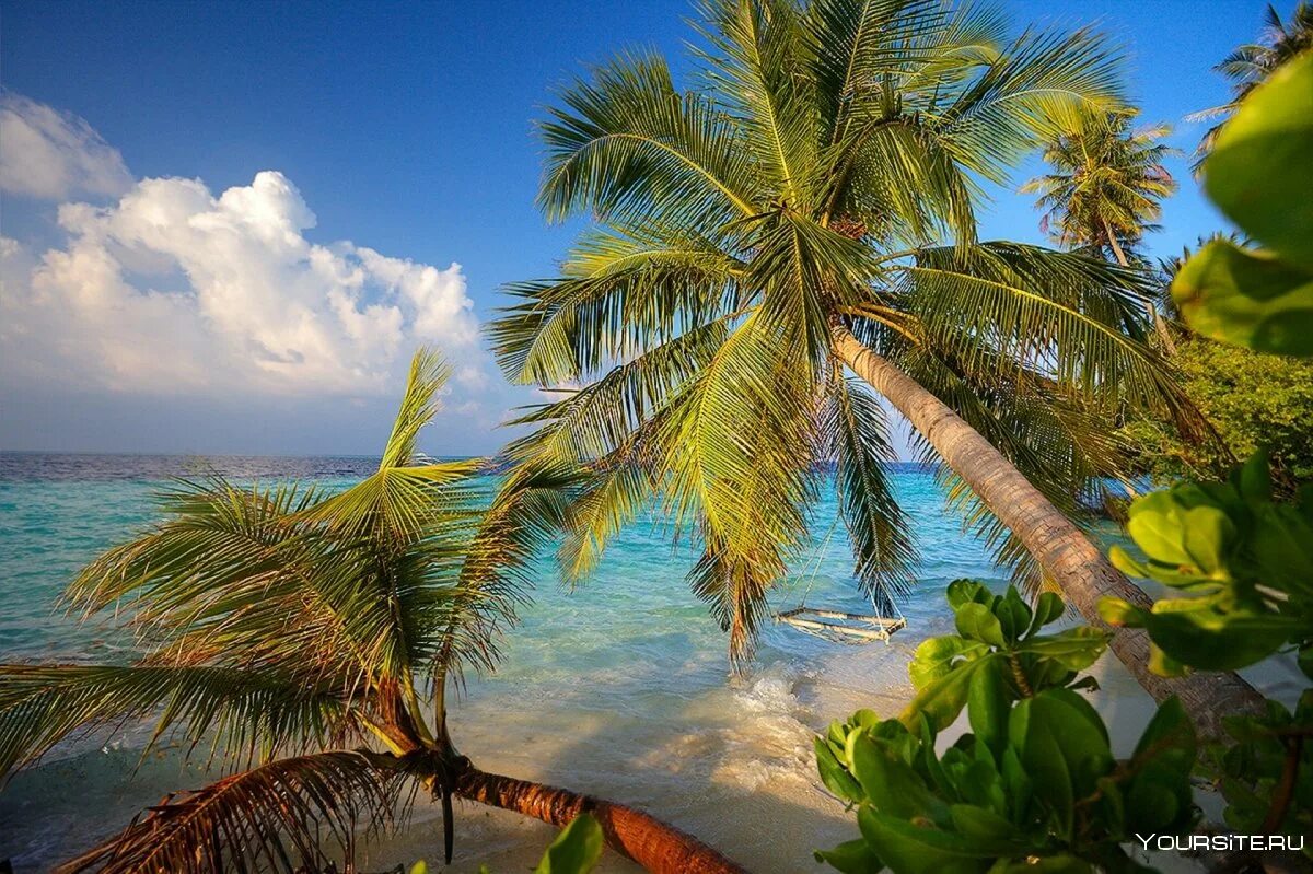 Пальмы и океан. Шри Ланка океан пальмы. Кокосовые пальмы на Мальдивах. Индийский океан Мальдивы. Индийский океан природа индийского океана
