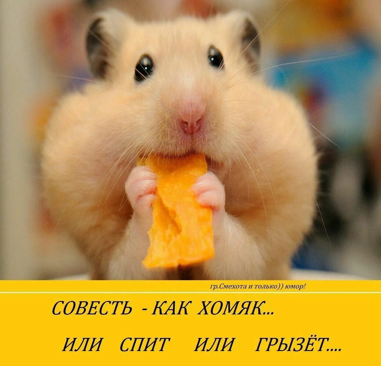 Sad hamster violin hamster. Хомяк. Смешные хомячки. Хомячок смешной с надписями. Надпись хомяк.