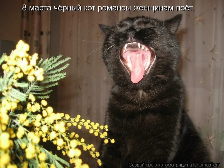 Andy prokh фотограф. черный кот поет. Andy prokh. Scatman кот. гитара "котенок".