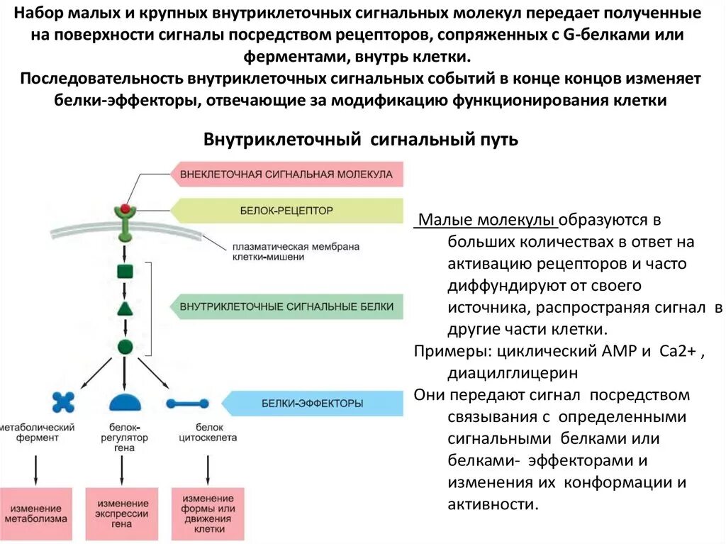 Внутриклеточные сигнальные пути активации клеток. Ингибиторы передачи сигнала внутрь клетки. Внутриклеточная передача сигнала. Сигнальные молекулы.. Передача сигналов через внутриклеточные рецепторы.