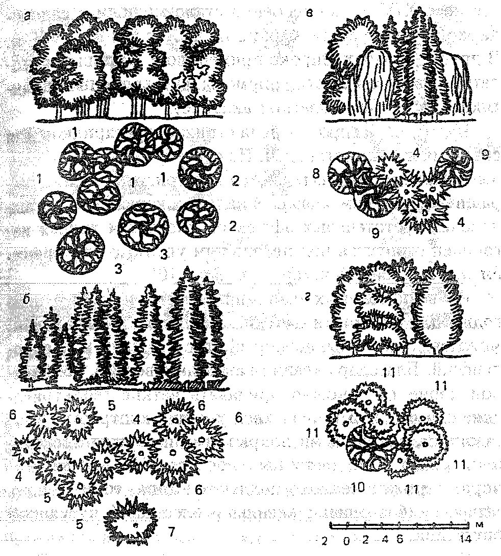 5 группа деревьев. Схемы групповых посадок кустарников. Схема посадки древесно-кустарниковых. Древесно-кустарниковые композиции схемы. Схемы древесно-кустарниковых групп из нескольких видов.