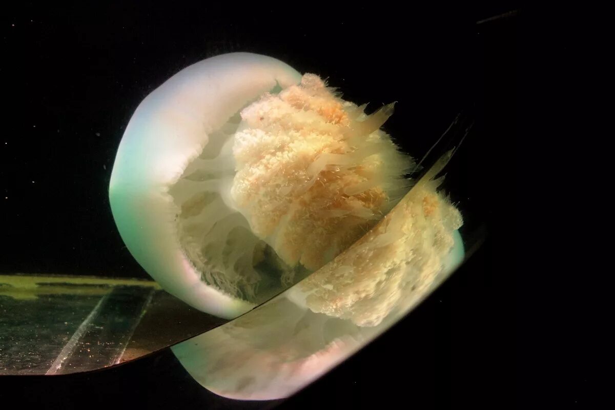 мясо медузы. съедобные медузы. съедобные медузы. сцифоидные аурелия. ропилема медуза.