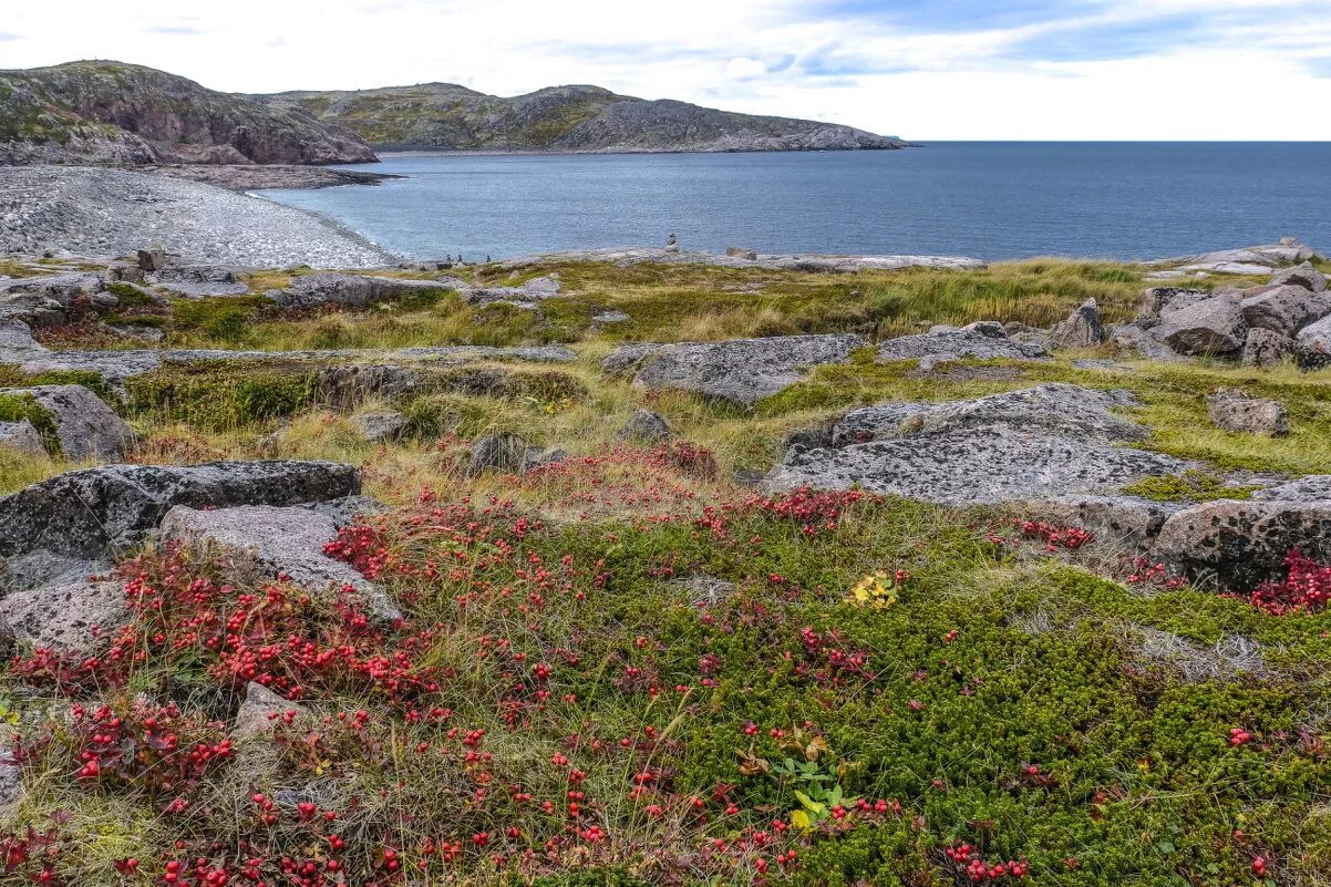 осень в териберке. баренцево море мурманск. растительность баренцева моря. кораллы охотского моря. каменный пляж териберка.